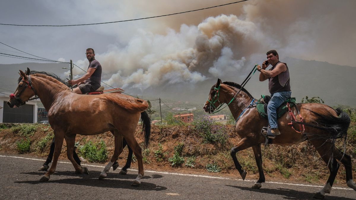 Fotky z hořícího Tenerife. Při spěšné evakuaci nezapomínali na zvířata